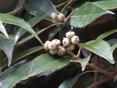 Quercus stenophylloides