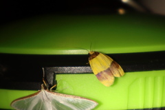 Heterallactis euchrysa