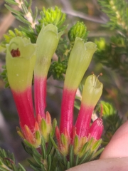Erica unicolor