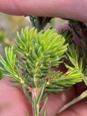 Erica unicolor