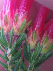Erica unicolor