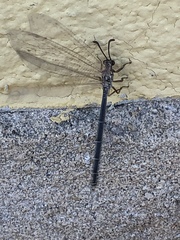 Creoleon lugdunensis