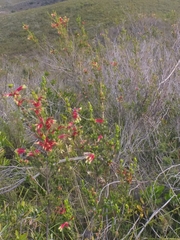 Erica unicolor