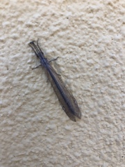 Creoleon lugdunensis