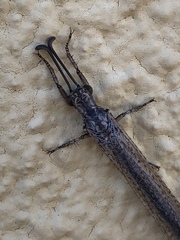 Creoleon lugdunensis