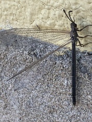 Creoleon lugdunensis