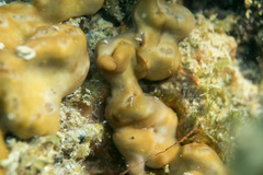 Chondrilla nucula