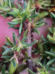 Cliffortia ramosissima