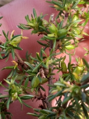 Cliffortia ramosissima