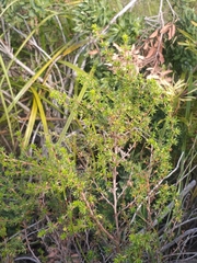 Cliffortia ramosissima