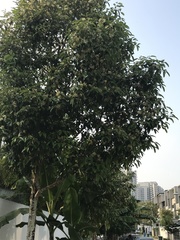 Calophyllum soulattri
