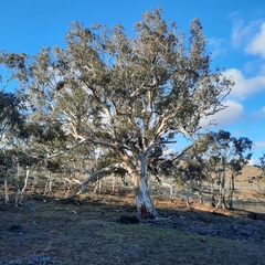 Eucalyptus rubida rubida