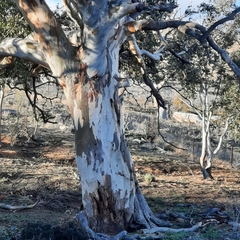 Eucalyptus rubida rubida