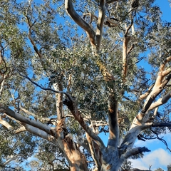 Eucalyptus rubida rubida