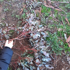 Eucalyptus rubida rubida