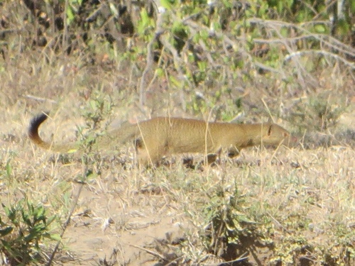 Common Slender Mongoose