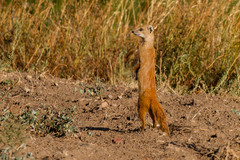 Cynictis penicillata penicillata