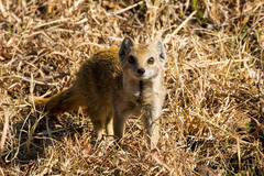 Cynictis penicillata penicillata