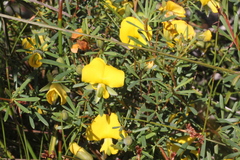 Gompholobium virgatum