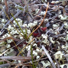 Xanthoparmelia semiviridis