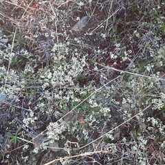 Xanthoparmelia semiviridis