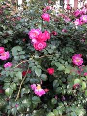 Rosa