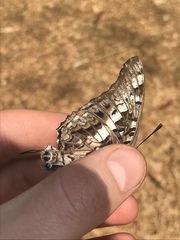 Charaxes achaemenes achaemenes