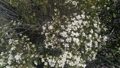 Diosma aspalathoides