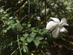 Jasminum grandiflorum