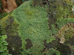 Pannaria pulverulacea