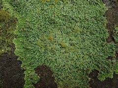 Pannaria pulverulacea