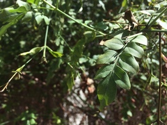 Jasminum grandiflorum