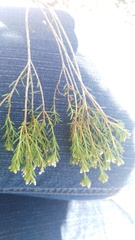 Diosma aspalathoides