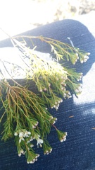 Diosma aspalathoides
