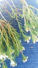 Diosma aspalathoides