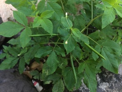 Cleome aculeata
