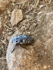 Capnodis cariosa