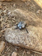 Capnodis cariosa