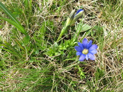 Gentiana laciniata