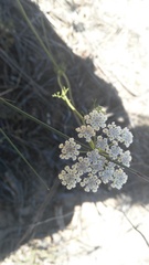 Dasispermum suffruticosum