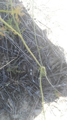 Dasispermum suffruticosum