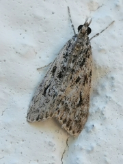 Eudonia truncicolella