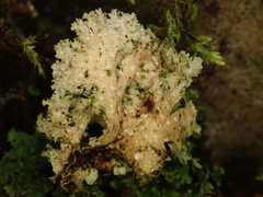 Sticta martinii