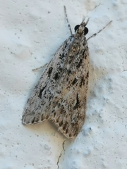 Eudonia truncicolella