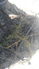 Dasispermum suffruticosum