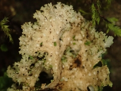 Sticta martinii