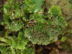 Sticta martinii