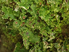 Sticta martinii
