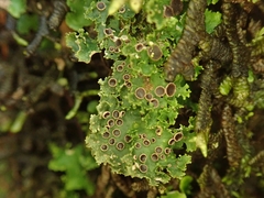 Sticta martinii