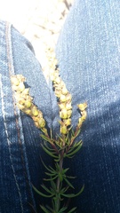 Hebenstretia robusta